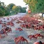 The Beatles Crabby Road