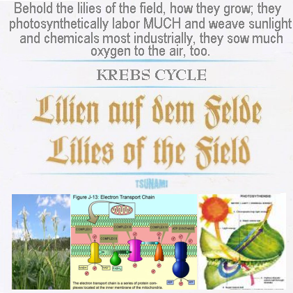 Album cover parody of Lilies of the Field by Soundtrack