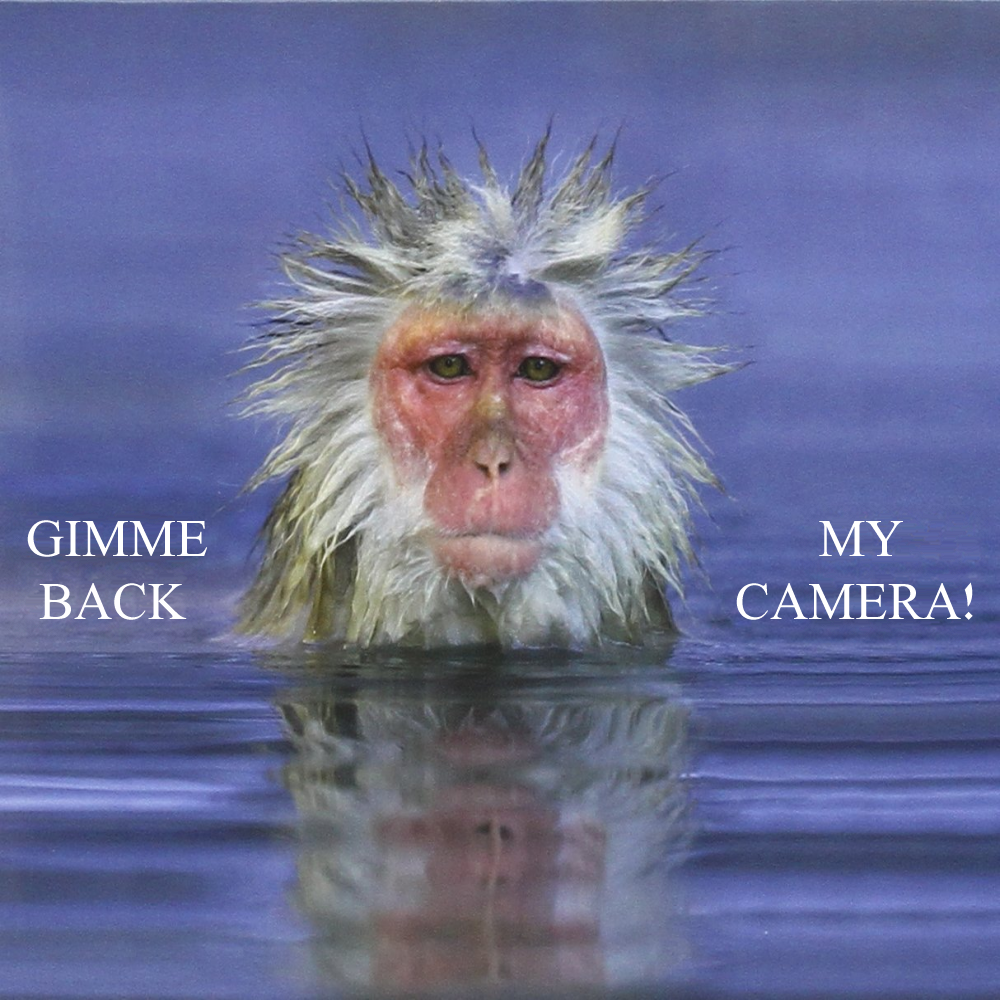 Album cover parody of Selfie by Mina
